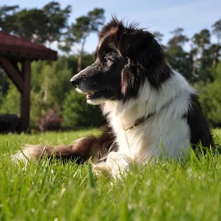 Фермерский дом Modrzewiowe Wzgorze Promno