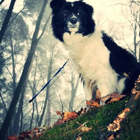 Modrzewiowe Wzgorze *