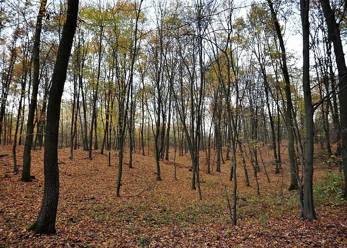 Farm stay Modrzewiowe Wzgorze Promno