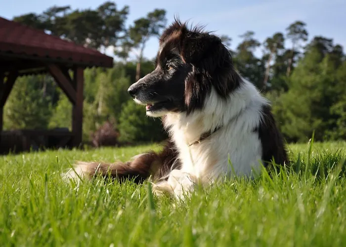 Farm stay Modrzewiowe Wzgorze Promno