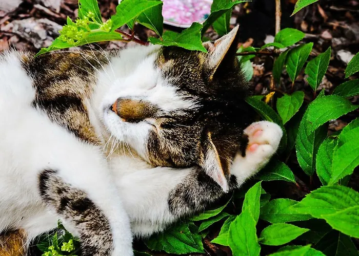 Modrzewiowe Wzgorze *