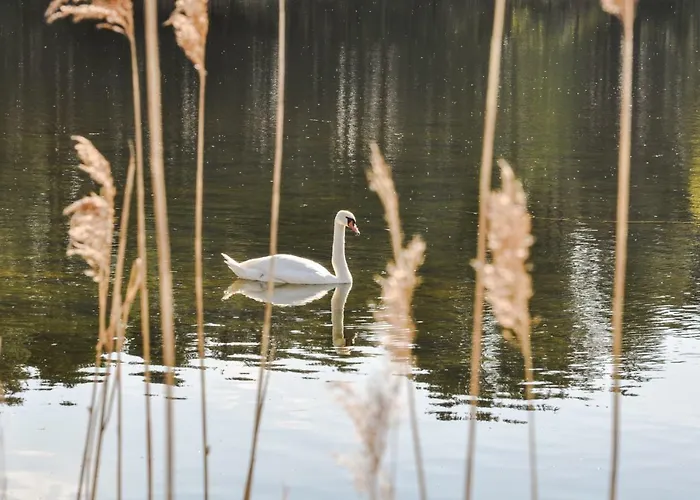 Modrzewiowe Wzgorze Farm stay *