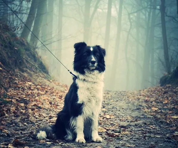 Modrzewiowe Wzgorze * Promno