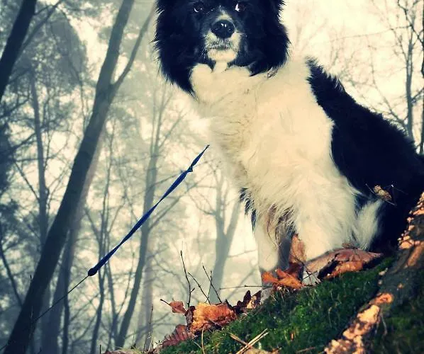 Modrzewiowe Wzgorze *